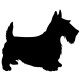 Scottish Terrier